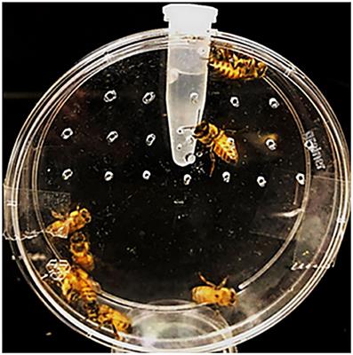 Emerald Ash Borer Specific Gene Silencing Has No Effect on Non-target Organisms